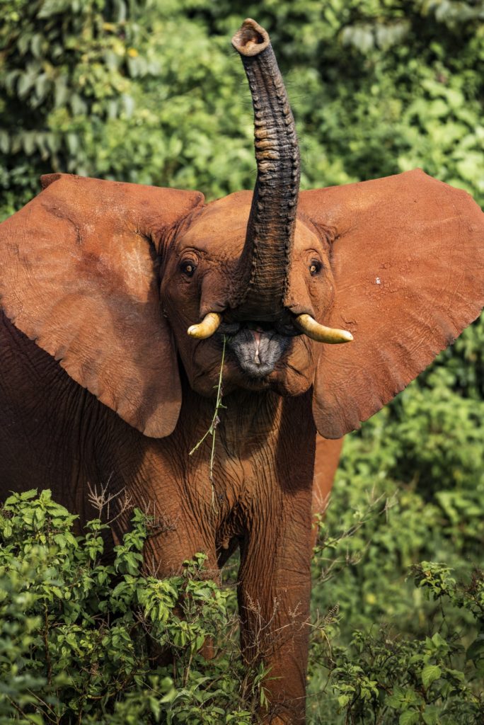 African Elephant (Loxodonta africana) in Aberdare National Park, Kenya