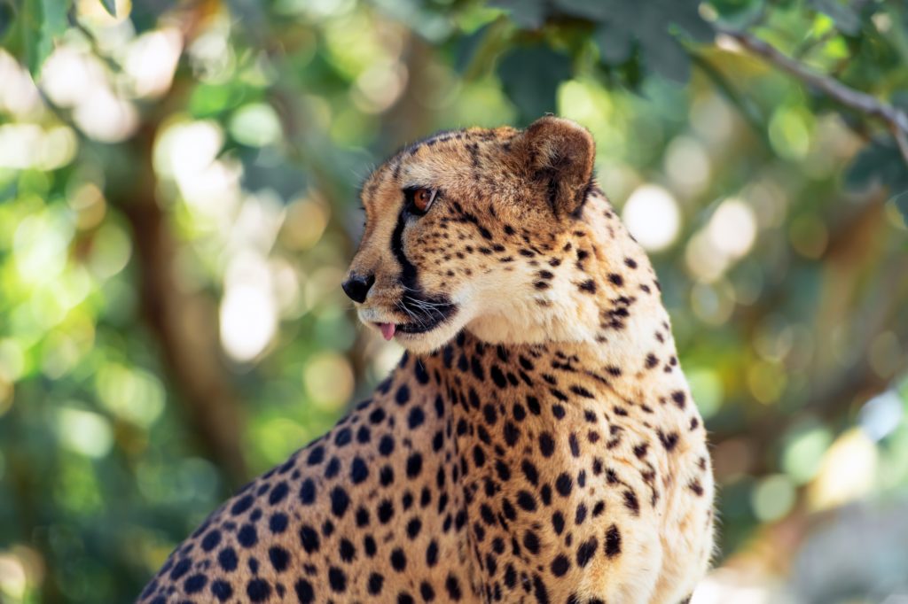 Cheetah portrait in the African savannah
