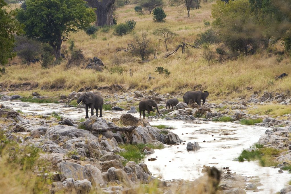 Wild herd of African elephants drinking from a river